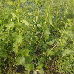 groseilliers à maquereaux - Captivator