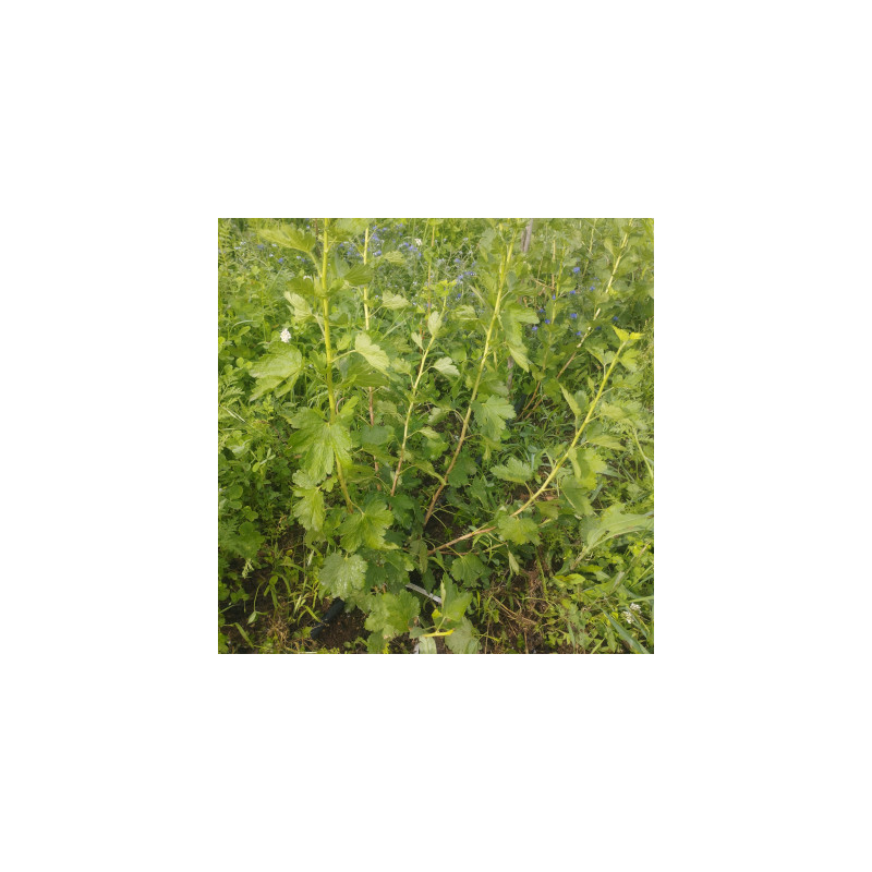 groseilliers à maquereaux - Captivator