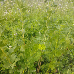 groseilliers à maquereaux - Freedonia