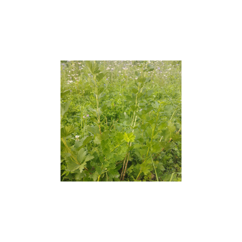 groseilliers à maquereaux - Freedonia