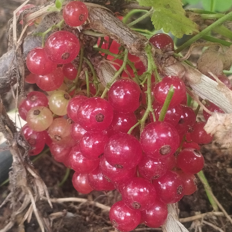 groseilliers à grappes - Wilder