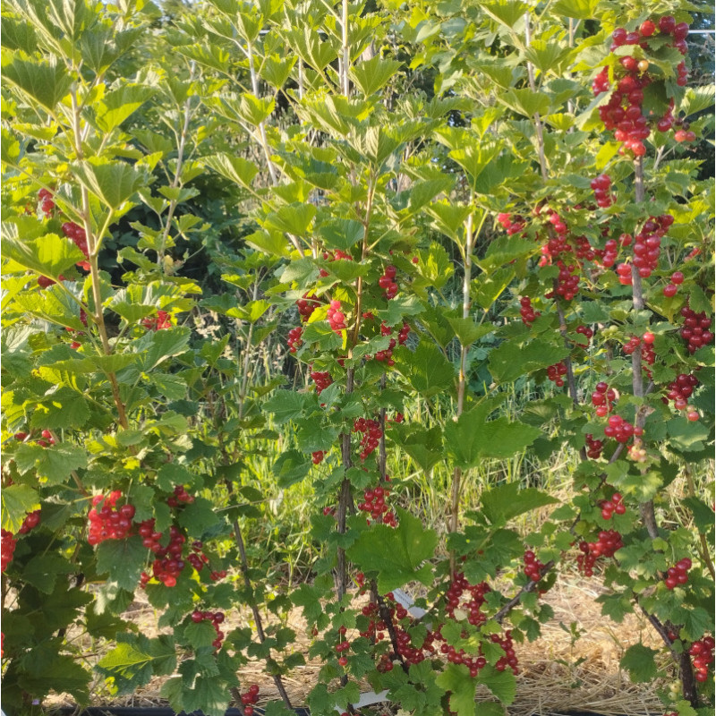 groseilliers à grappes - Versaillaise rouge