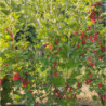 groseilliers à grappes - Versaillaise rouge