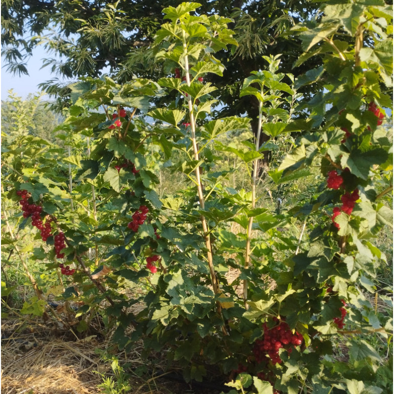 groseilliers à grappes - Rovada