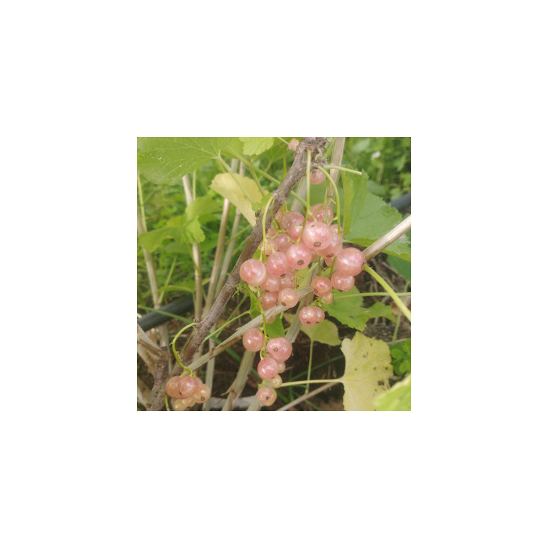 groseilliers à grappes - Gloire des sablons