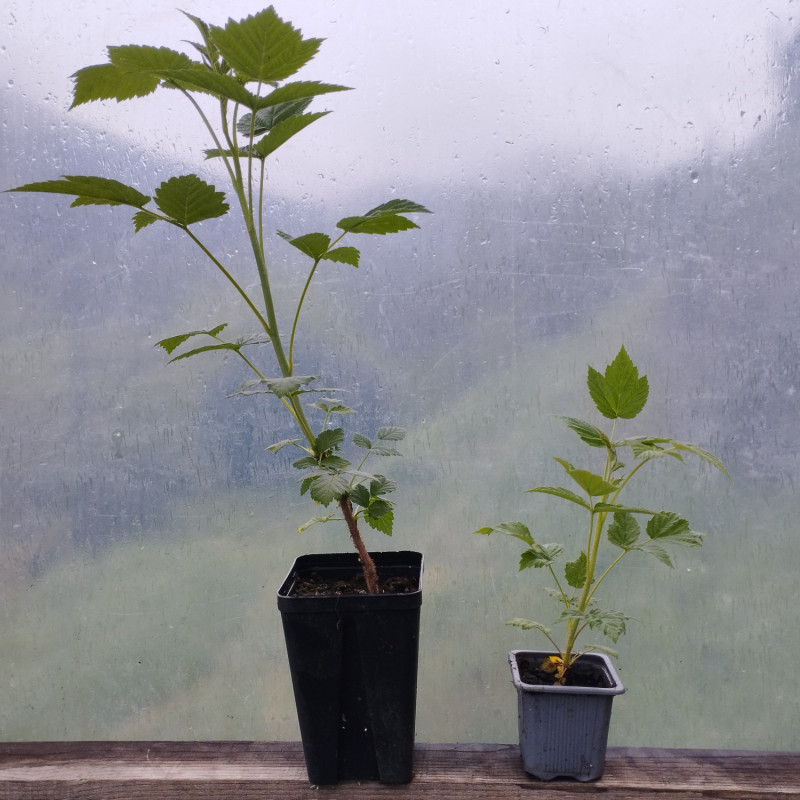 Framboisiers - September