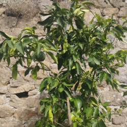 Ichang Lemon