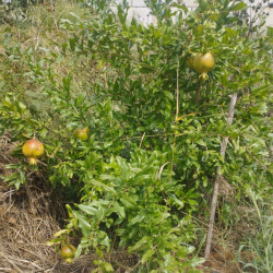 Provence douce