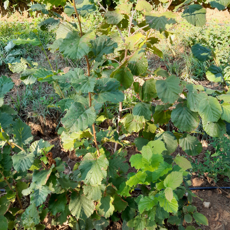 Gentile delle Langhe