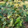 Gentile delle Langhe