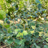 Merveille de Bowiller