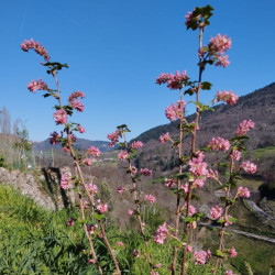 Groseillier à fleurs