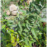Elaeagnus Umbellata brillant rose