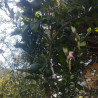 Mandarinier Satsuma Okitsu