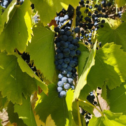 Baco noir