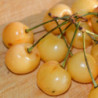 Cerisiers - Trompe-geai