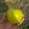 Reinette Martin