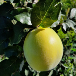 Aromatnaya