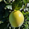Aromatnaya