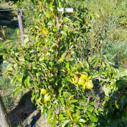 Bergamote Esperen
