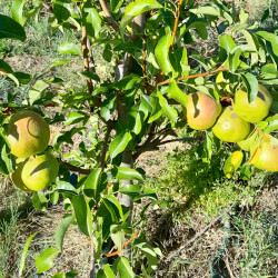 Bergamote Esperen