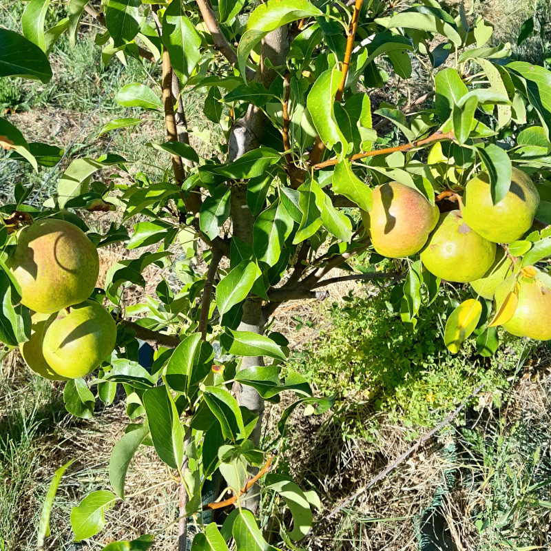 Bergamote Esperen