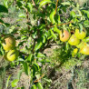 Bergamote Esperen
