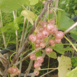 groseilliers à grappes - Gloire des Sablons