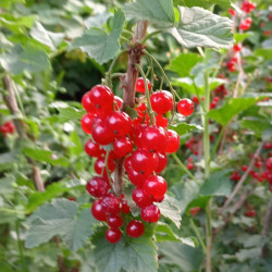 groseilliers à grappes - Junifer