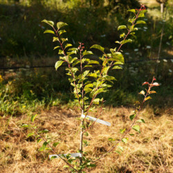 Abricots-prunes - Sélection