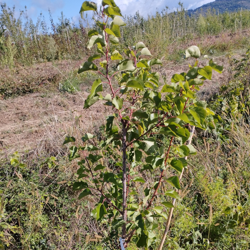 Merveille du Dauphiné