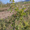 Merveille du Dauphiné