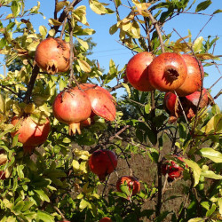 Provence douce
