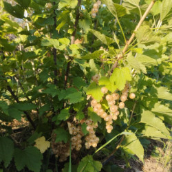 groseilliers à grappes - Versaillaise blanche