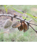 Fruitiers méditerranéens rustiques