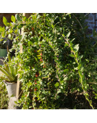 Lyciets (baies de goji)