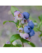 Myrtilliers