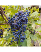 Vignes