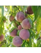 Pêchers