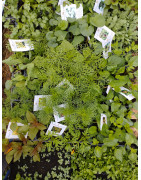 Aromatiques, médicinales, ornementales