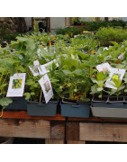 Ornementales, aromatiques et médicinales