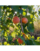 Fruitiers classiques