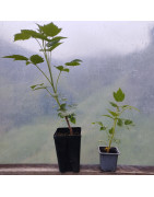 Fruitiers et petits fruits