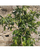 Fruitiers méditerranéens rustiques
