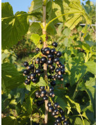 Arbustes, lianes et petits fruits