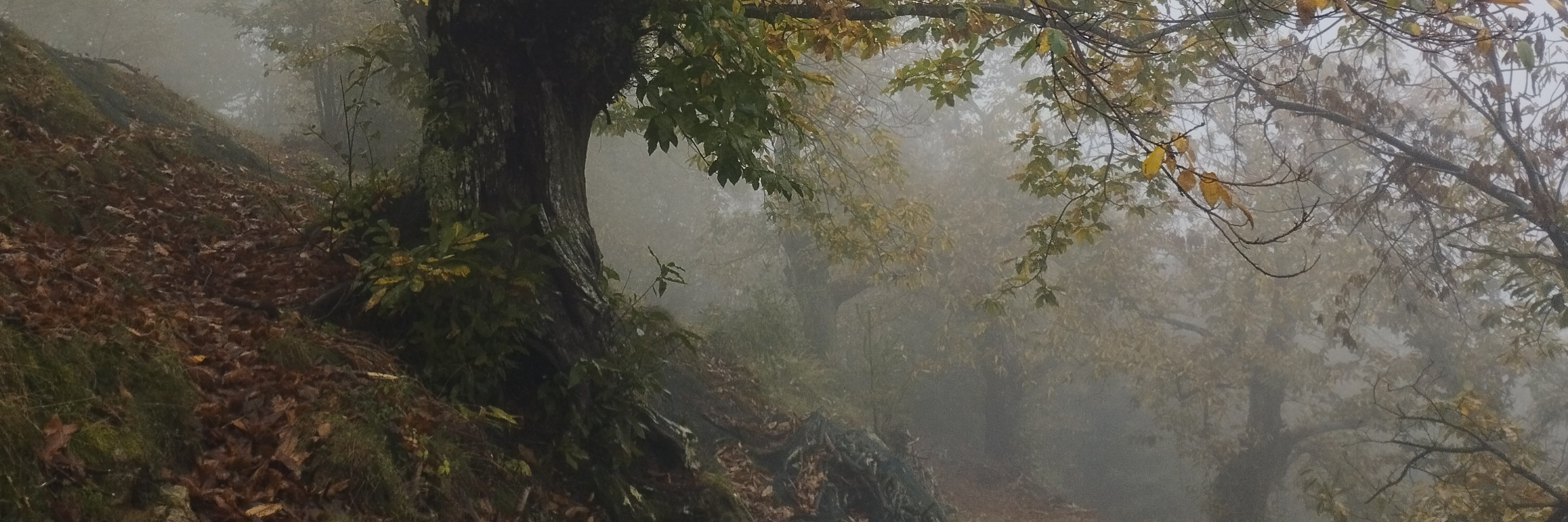 Châtaignes d'Ardèche AOP récoltées à la main dans nos vergers centenaires